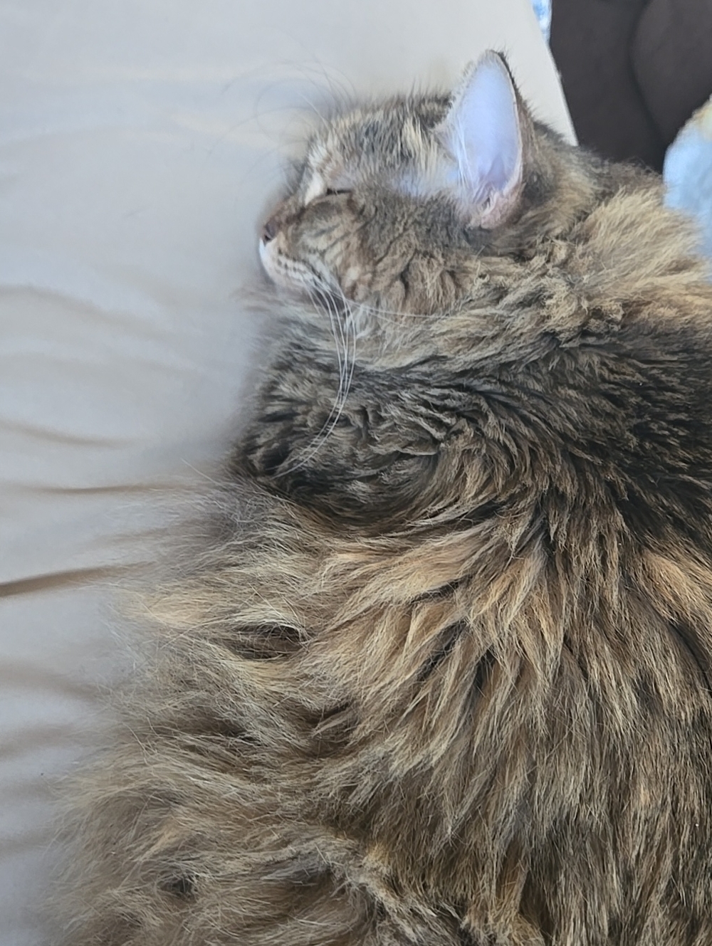 Cat Fun - Kitties No Sale Ad Only Cat SUPPORT TY!